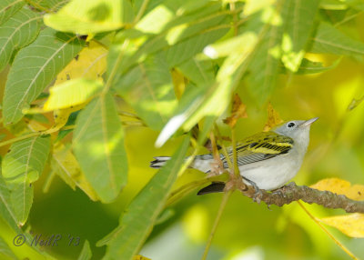 Chestnut-sided Warbler DSCN_336756.JPG