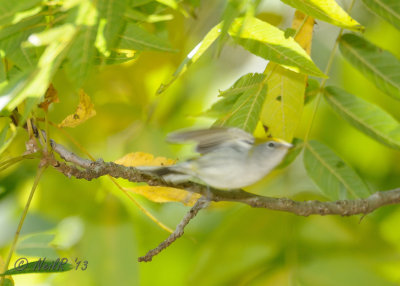 Chestnut-sided Warbler DSCN_336757.JPG