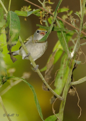 Chestnut-sided Warbler DSCN_336768.JPG