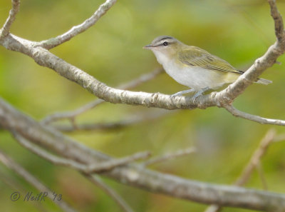 Red-eyed Vireo DSCN_336779.JPG