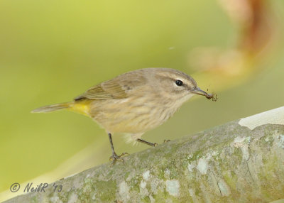 Palm Warbler (Western) DSCN_336793.JPG
