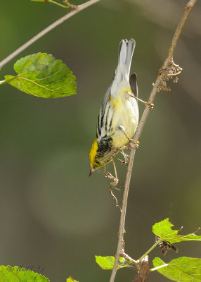 Black-throated Green Warbler DSCN_336810.JPG