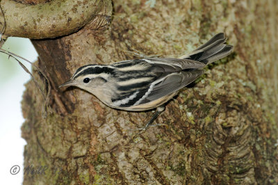 Black and White Warbler DSCN_336821.JPG
