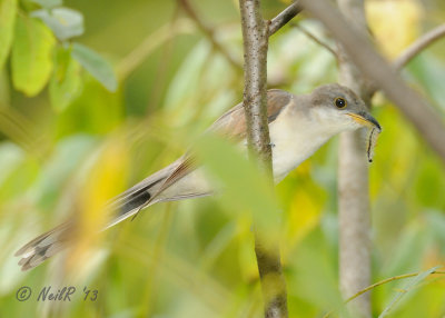 Yellow-billed Cuckoo DSCN_336843.JPG