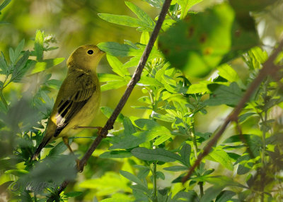Yellow Warbler DSCN_337533.JPG