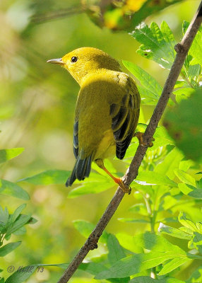 Yellow Warbler DSCN_337536.JPG