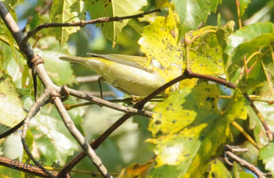 Tennesee Warbler DSCN_337480.JPG