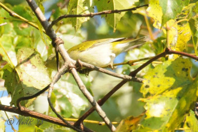 Tennesee Warbler DSCN_337481.JPG