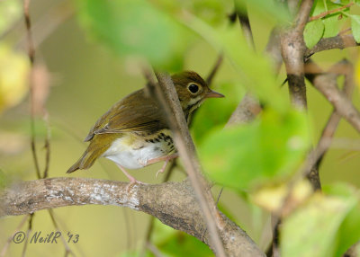 Ovenbird DSCN_341126.JPG