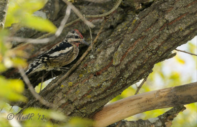 Yellow-bellied Sapsucker DSCN_341143A.JPG