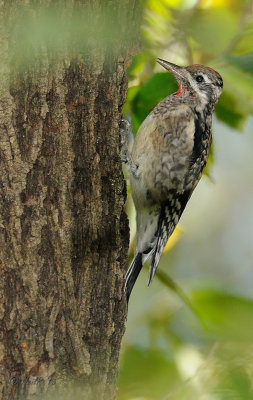 Yellow-bellied Sapsucker DSCN_341203.JPG