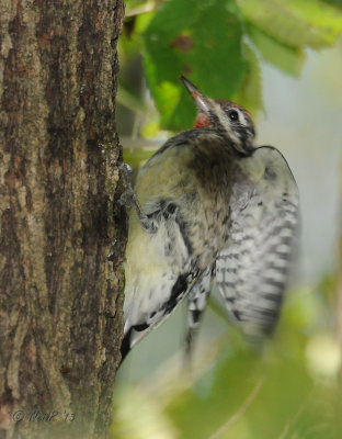 Yellow-bellied Sapsucker DSCN_341205.JPG