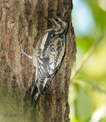 Yellow-bellied Sapsucker DSCN_341247.JPG