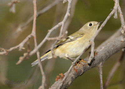 Kinglet, Ruby-crowned DSCN_344145.JPG