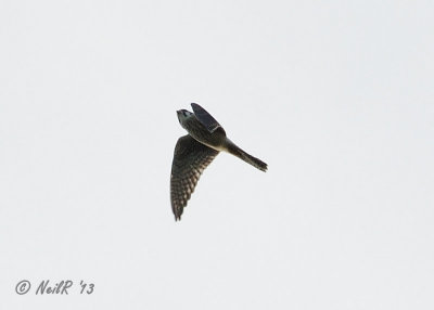 Kestrel, American DSCN_337405.JPG