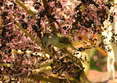 Warbler Cape May DSCN_343974.JPG