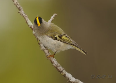 Golden-crowned Kinglet DSCN_349216.JPG