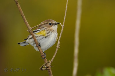 Yellow-rumped Warbler DSCN_349219.JPG