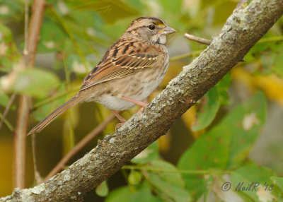 White-throated Sparrow (FOS) DSCN_349244.JPG