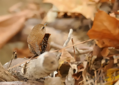 Winter Wren (FOS) DSCN_349255.JPG