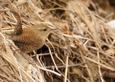 Winter Wren (FOS) DSCN_349262.JPG