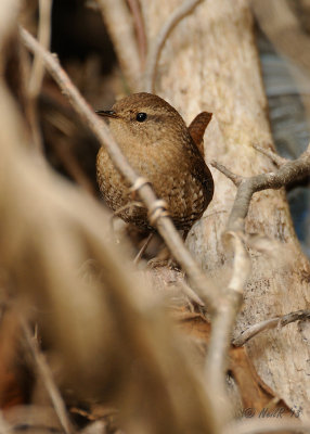 Winter Wren (FOS) DSCN_349266.JPG