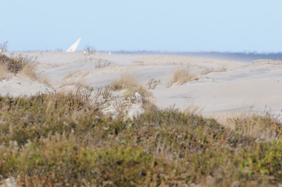 Snowy Owl Assateague NS DSCN_359351.JPG