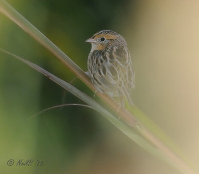 Le Conte's Sparrow DSCN_343695.JPG