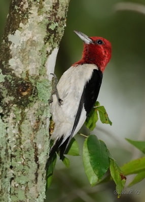 BlackWater Nat'l Wildlife Refuge