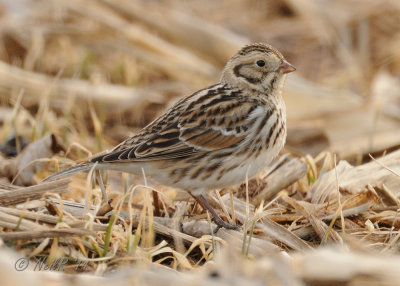 Longspur, Lapland 20140307-14241581 .JPG