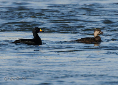 Scoter, Black DSCN_365757.JPG