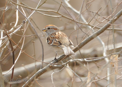 Sparrow, American Tree 20140308-13061516 .JPG