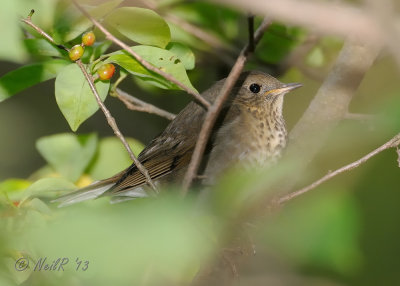 Thrush, Gray-cheeked DSCN_341524.JPG