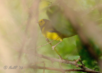 Warbler, Hooded DSCN_334901.JPG