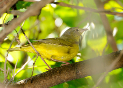 Warbler, Mourning DSCN_334917.JPG