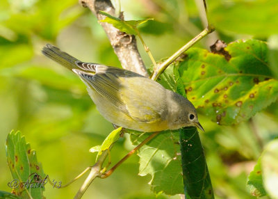 Warbler, Nashville DSCN_332604.JPG