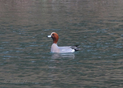 Duck, Eurasian Wigeon DSCN_361744.JPG