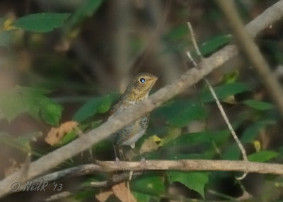 Thrush Swainsons DSCN_341272.JPG