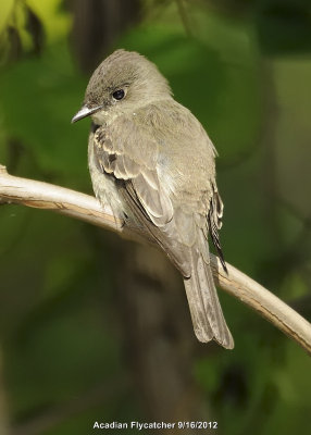 Flycatcher, Acadian DSCN_282900.JPG