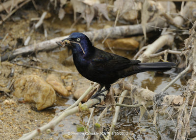 Grackle, Common DSCN_319222.JPG