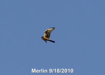 Hawk, Merlin DSCN_210803.JPG