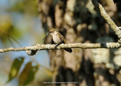 Hummingbird, Ruby-throated DSCN_332784.JPG