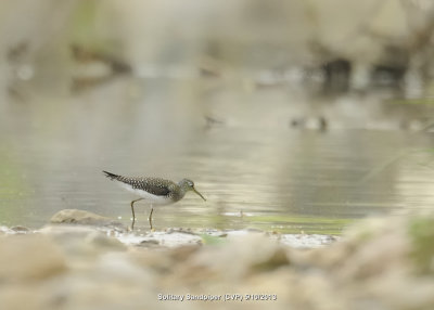 Sandpiper, Solitary DSCN_319183.JPG