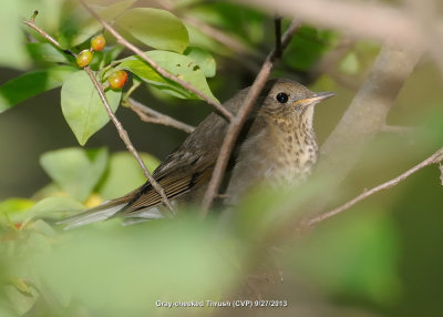 Thrush, Gray-cheeked DSCN_341524.JPG