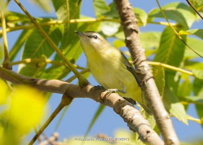 Vireo, Philadelphia DSCN_337115.JPG