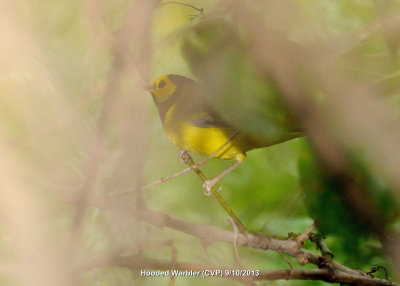 Warbler, Hooded DSCN_334901.JPG