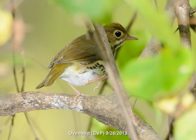 Warbler, Ovenbird DSCN_341126.JPG
