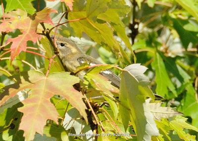 Warbler, Blackpoll DSCN_337450.JPG