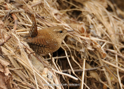 Wren, Winter DSCN_349262.JPG
