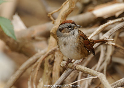 Sparrow, Swamp DSCN_349288.JPG